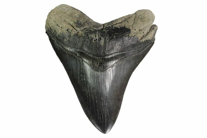 Fossil Megalodon Tooth - South Carolina #160254